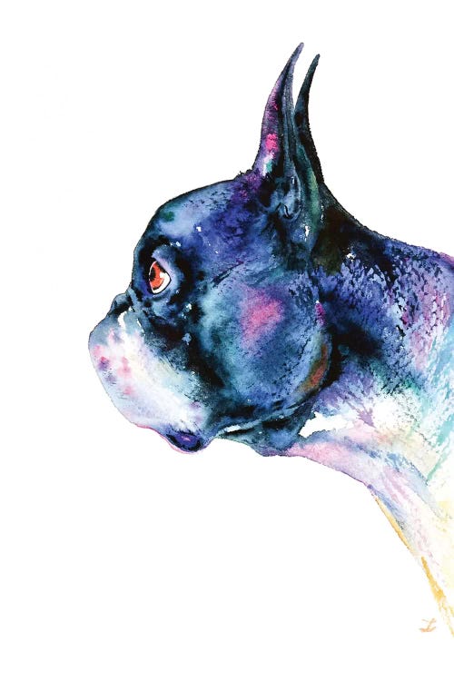 Boston Terrier by Zaira Dzhaubaeva wall art