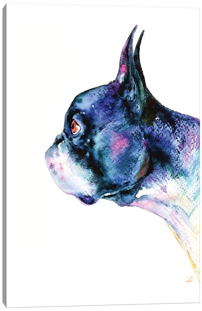 Boston Terrier Canvas Art Print - Zaira Dzhaubaeva
