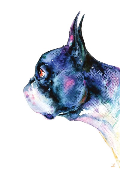 Terriers: Boston Terrier by Zaira Dzhaubaeva