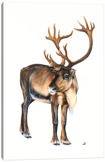 Caribou Canvas Art Print