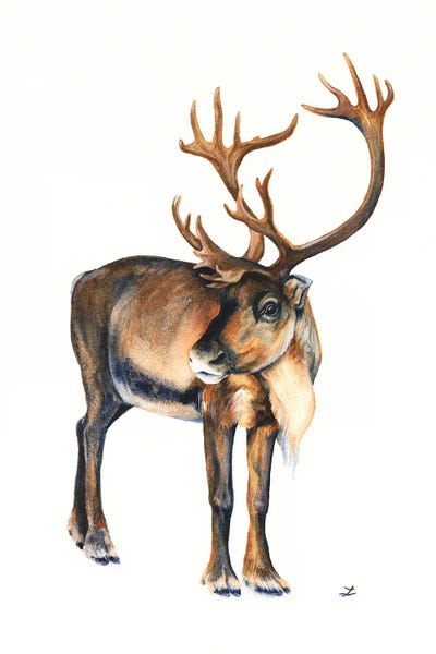 Zaira Dzhaubaeva: Caribou by Zaira Dzhaubaeva