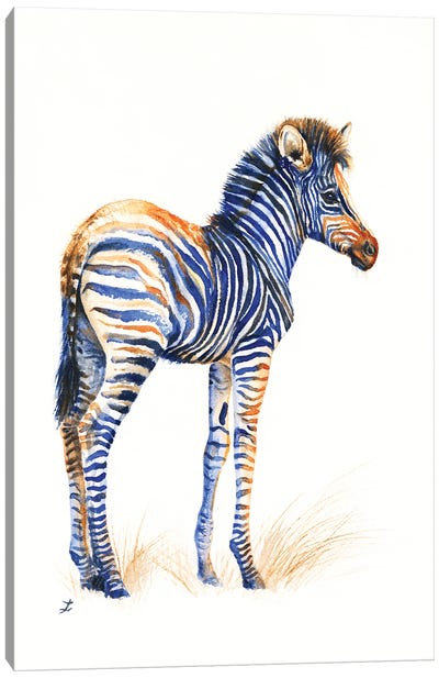 Baby Zebra Canvas Art Print - Zaira Dzhaubaeva