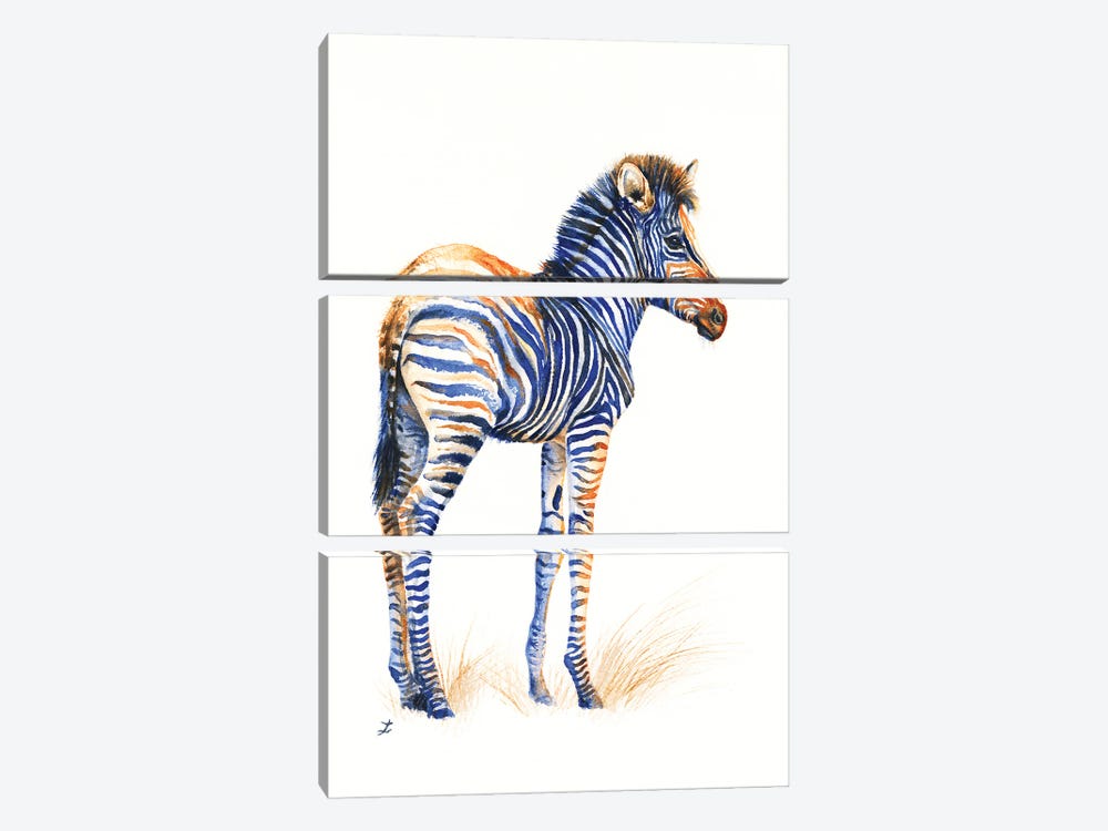Baby Zebra by Zaira Dzhaubaeva 3-piece Canvas Art