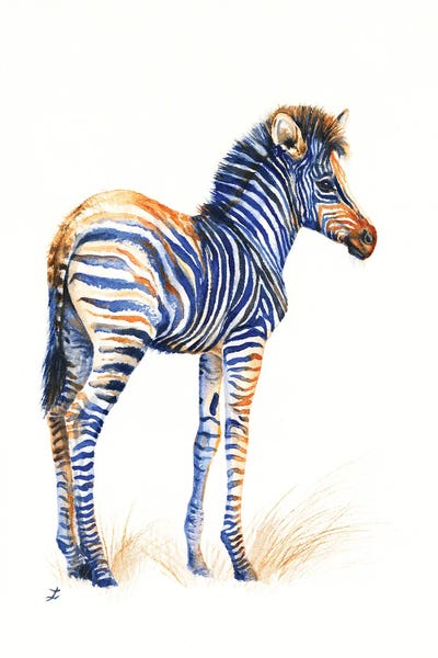 Zaira Dzhaubaeva: Baby Zebra by Zaira Dzhaubaeva