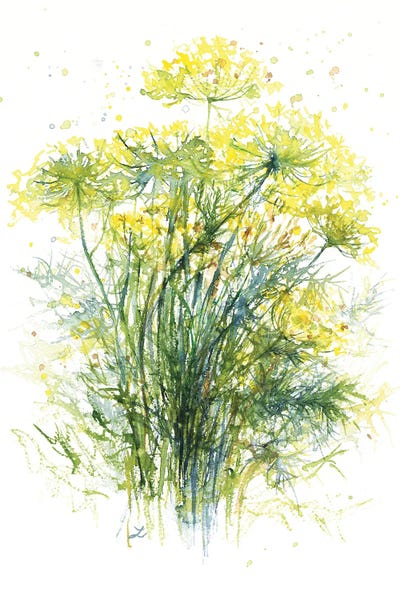Herbs: Dill Flowers by Zaira Dzhaubaeva