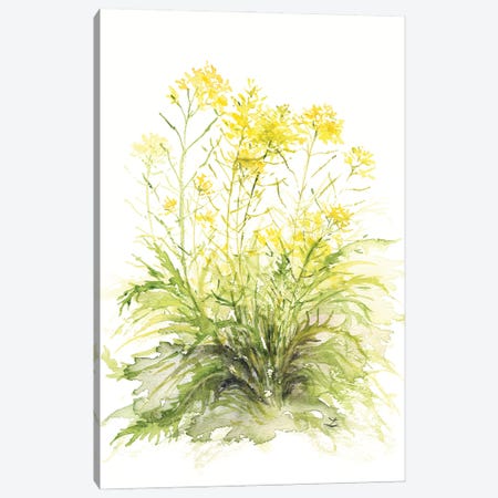 Mustard Flowers Canvas Print #ZDZ255} by Zaira Dzhaubaeva Canvas Print