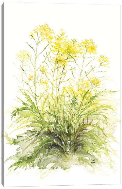 Mustard Flowers Canvas Art Print - Herb Art