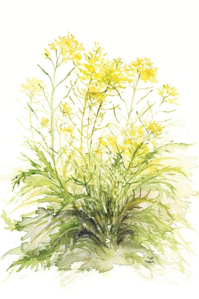 Herbs: Mustard Flowers by Zaira Dzhaubaeva