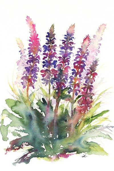 Herbs: Wild Sage by Zaira Dzhaubaeva