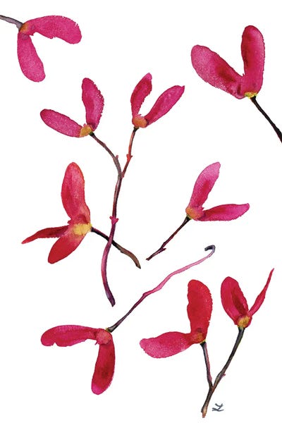 Maple Trees: Samaras Red Maple Seeds by Zaira Dzhaubaeva
