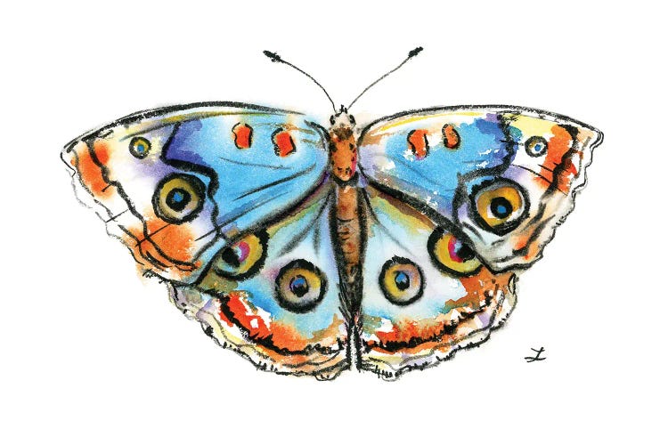 Blue Buckeye Butterfly