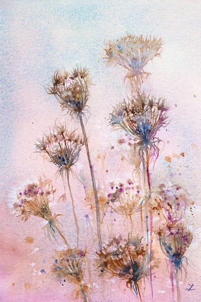 Dandelions: Queen Anne's Lace by Zaira Dzhaubaeva