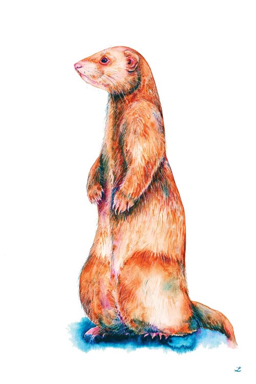 Cinnamon Ferret by Zaira Dzhaubaeva wall art