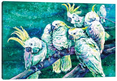 Cockatoos Canvas Art Print - Zaira Dzhaubaeva