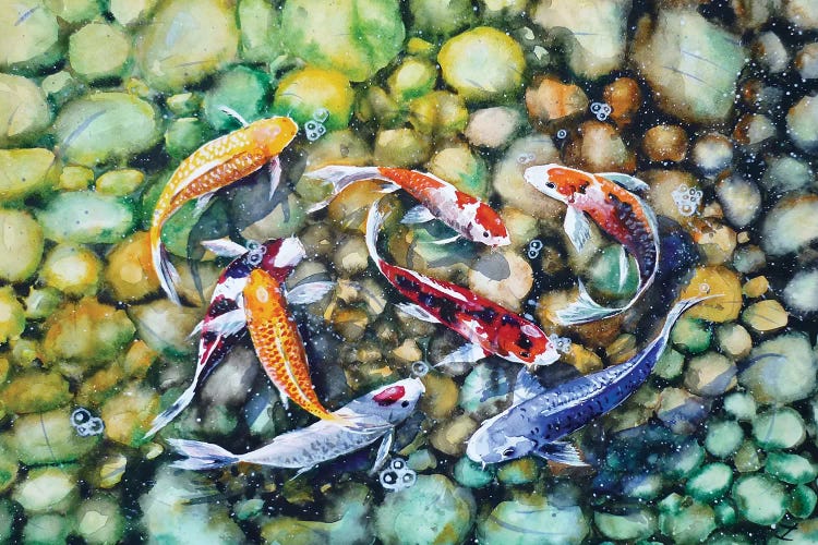 Eight Koi Fish Playing With Bubbles