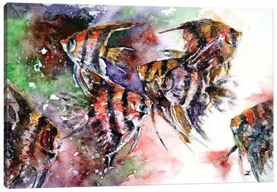 Pterophyllum Scalare (Angelfish) Canvas Art Print - Zaira Dzhaubaeva