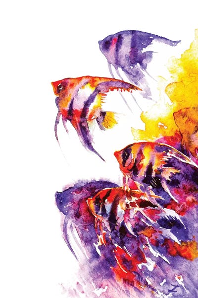 Angelfish: Scalare Flow by Zaira Dzhaubaeva