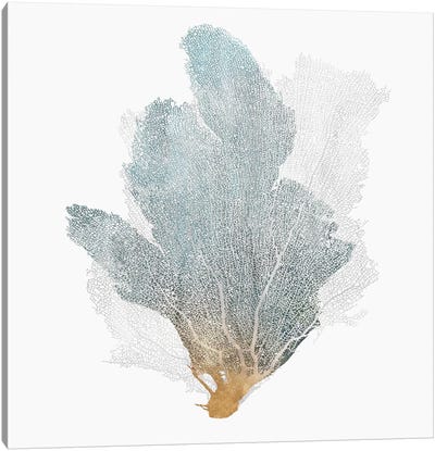Delicate Coral II  Canvas Art Print - Isabelle Z