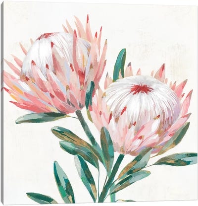 King Protea I Canvas Art Print - Protea
