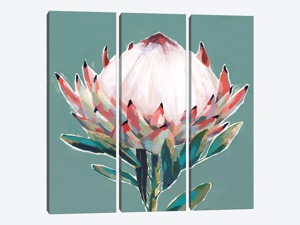 Blooming King Protea  by Isabelle Z 3-piece Art Print