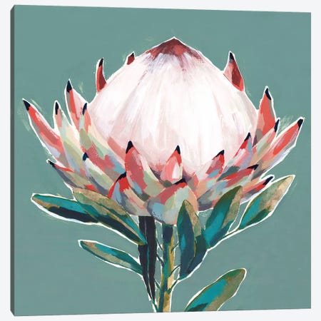Blooming King Protea  Canvas Print #ZEE275} by Isabelle Z Canvas Wall Art