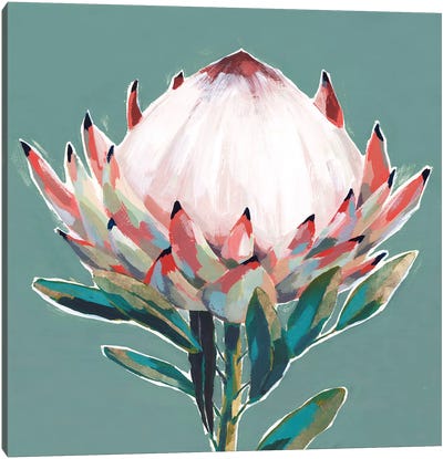Blooming King Protea  Canvas Art Print - Protea
