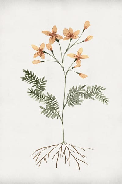 Rooted Floral II by Isabelle Z canvas print