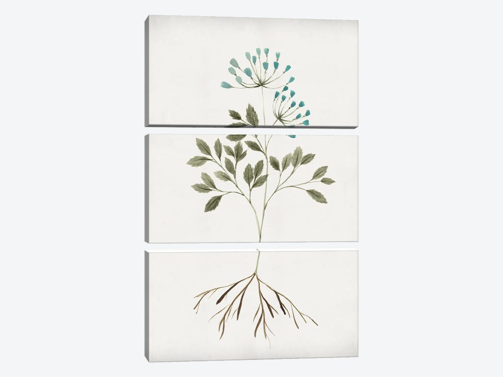 Rooted Floral III by Isabelle Z 3-piece Canvas Wall Art