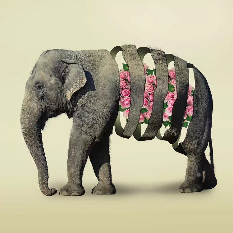Elephant Flowers III