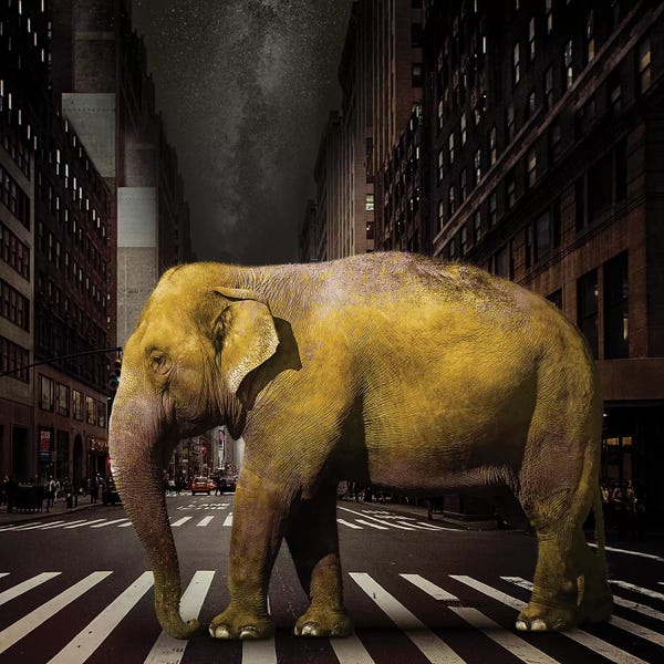Elephants: Elephant In NYC by Vin Zzep