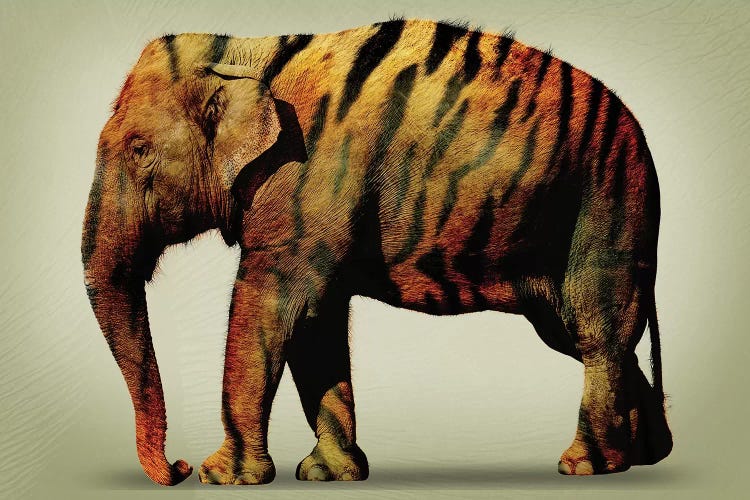 Tiger Elephant by Vin Zzep wall art