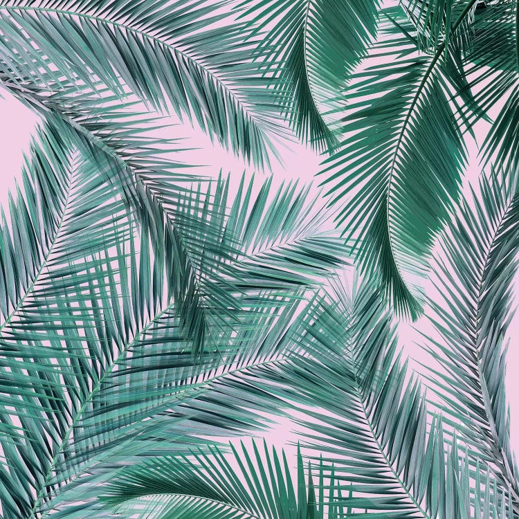 Musk Palms I