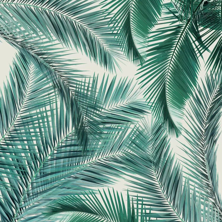 Palms II