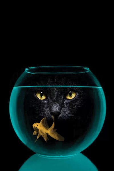 Goldfish: Black Cat Goldfish by Vin Zzep