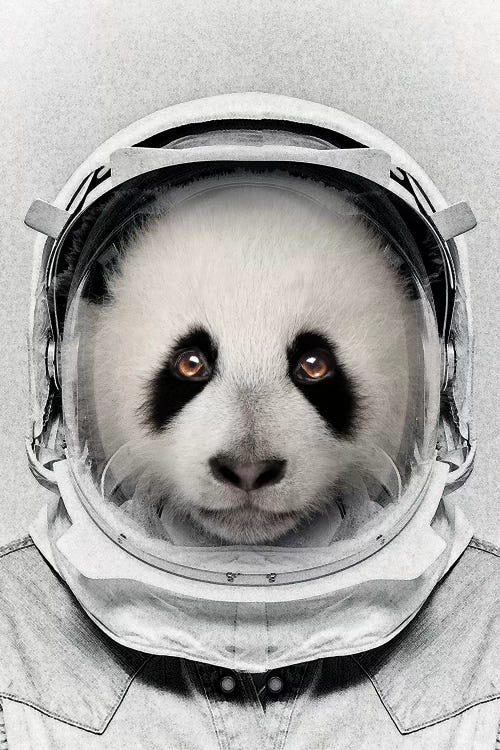 Panda Astro Bear