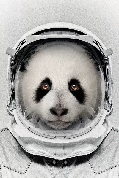 Pandas: Panda Astro Bear by Vin Zzep