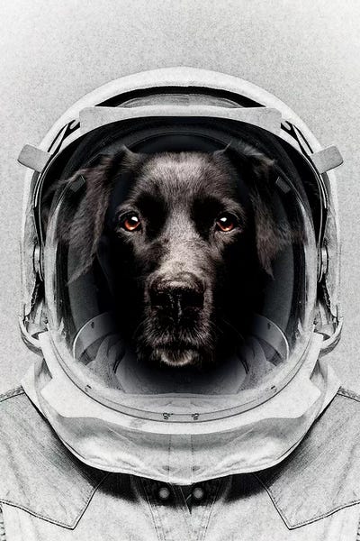 Dog Photography: Pluto Astro Dog by Vin Zzep
