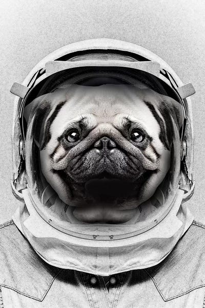 Dog Photography: Puggly Pawstrong Astro Dog by Vin Zzep