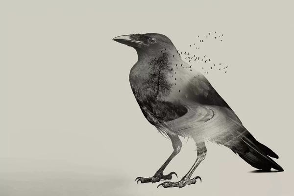 Crows: Raven Sky by Vin Zzep