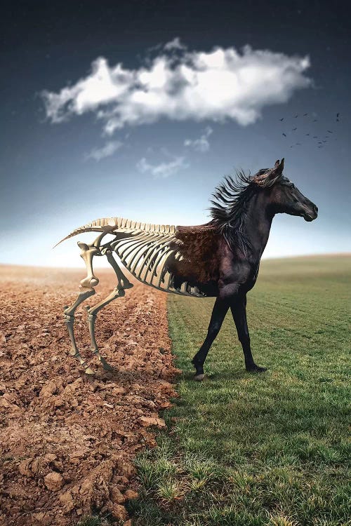 The Skeleton Horse