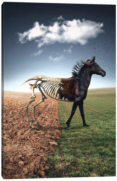 The Skeleton Horse Canvas Art Print - Zenja Gammer