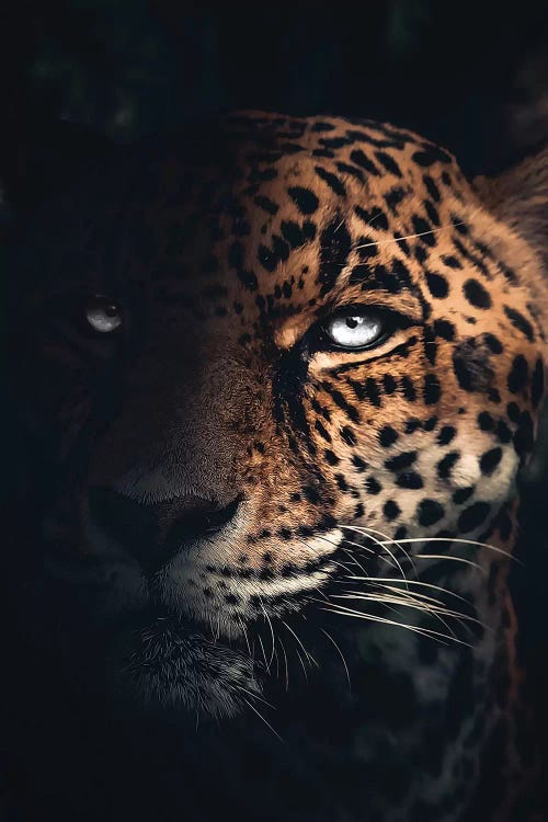 The Jaguar