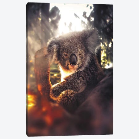 The Koala Canvas Print #ZGA106} by Zenja Gammer Canvas Print