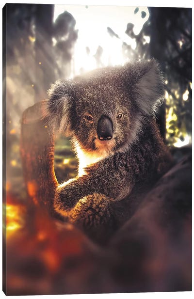 The Koala Canvas Art Print - Koala Art