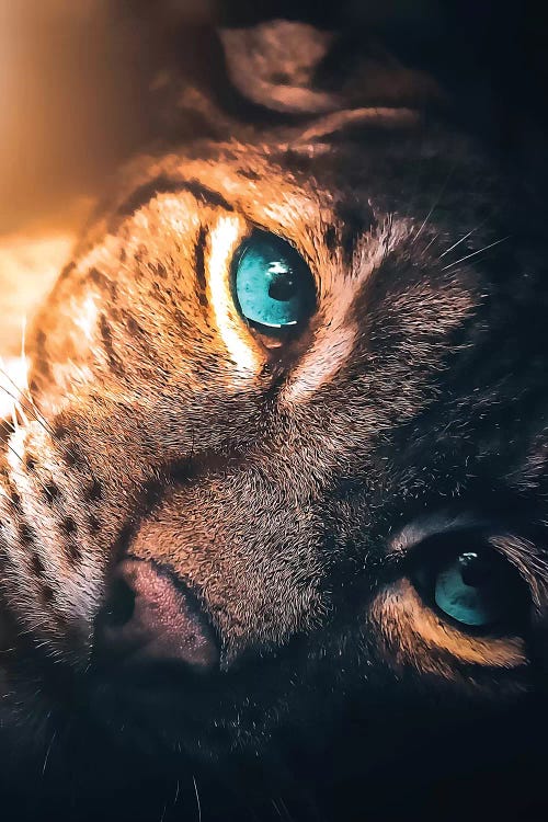 The Aqua Blue Eyed Leopard by Zenja Gammer wall art