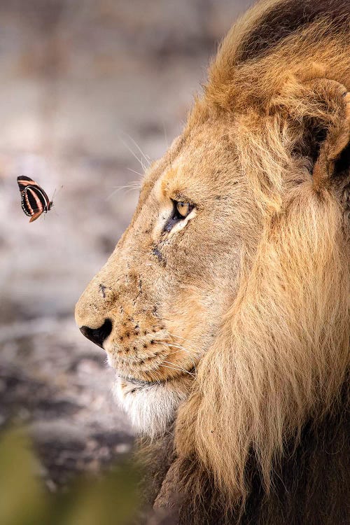 The Lion And The Butterfly