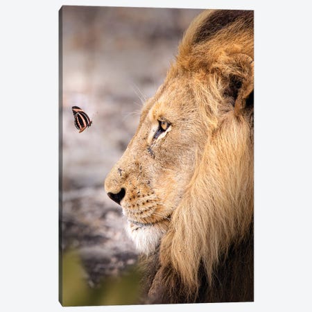 The Lion And The Butterfly Canvas Print #ZGA114} by Zenja Gammer Canvas Wall Art