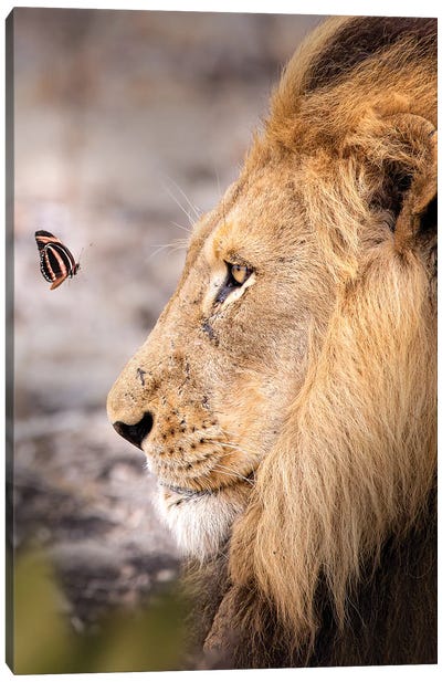 The Lion And The Butterfly Canvas Art Print - Zenja Gammer