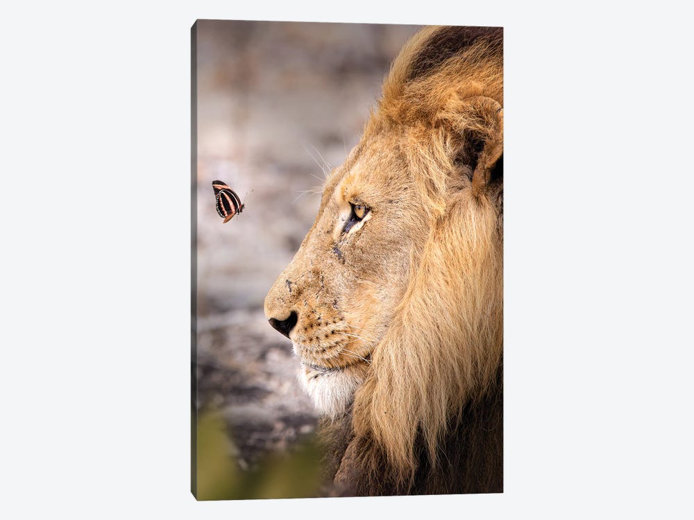 The Lion And The Butterfly by Zenja Gammer 1-piece Canvas Print