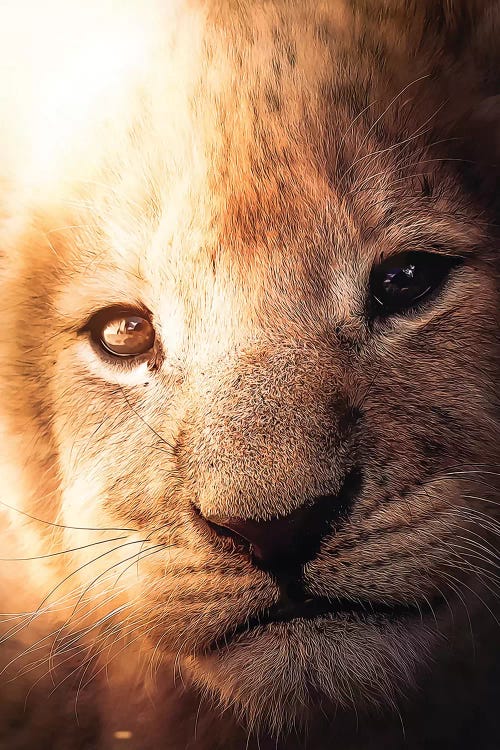 The Lion Cub